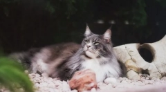 Од хранење на мејн кон, целосна исхрана